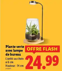 Lidl Plante verte avec lampe de bureau offre