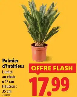 Lidl Palmier d'intérieur offre