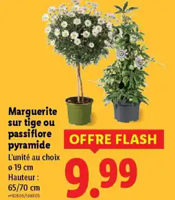 Lidl Marguerite sur tige ou passiflore pyramide offre