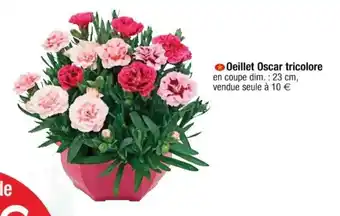 Oeillet oscar tricolore