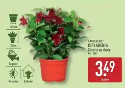 ALDI GARDENLINE DIPLADENIA offre