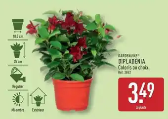 ALDI GARDENLINE DIPLADENIA offre
