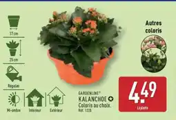 ALDI GARDENLINE KALANCHOE offre