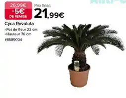 Costco Cyca Revoluta offre