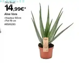 Costco Aloe Vera offre