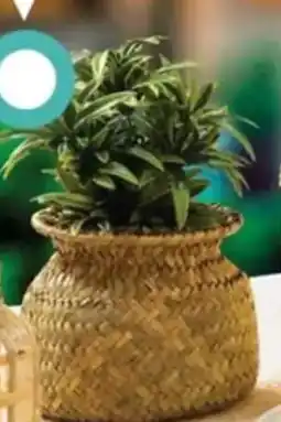 Centrakor La plante jil offre