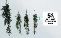 Centrakor La plante à suspendre 80 cm offre