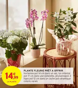 Intermarché Plante fleurie prêt a offrir offre