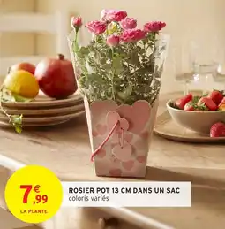 Intermarché Rosier pot dans un sac offre