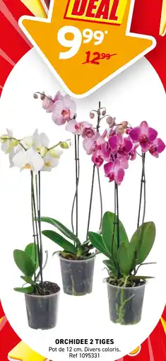 Trafic Orchidee 2 tiges offre