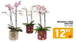 Trafic Orchidee 2 tiges avec pot offre