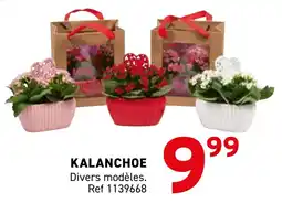 Trafic Kalanchoe offre
