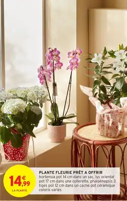 Intermarché Hyper Plante fleurie prêt à offrir offre