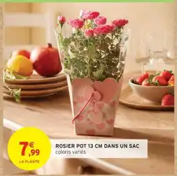 Intermarché ROSIER POT 13 CM DANS UN SAC offre