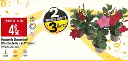 Bricorama Dipladénia Diamantina offre