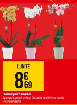 Bricorama Phalaenopsis 2 branches offre