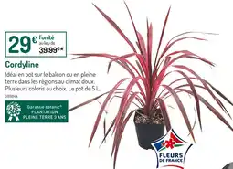 Botanic Cordyline offre