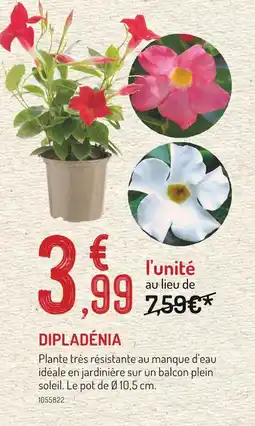 Botanic Dipladénia offre