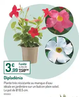 Botanic Dipladénia offre