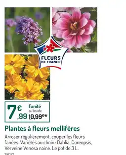 Botanic Plantes à fleurs mellifères offre