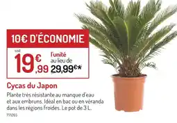 Botanic Cycas du japon offre