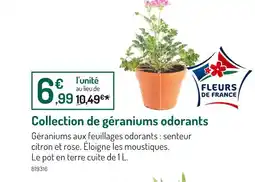 Botanic Collection de géraniums odorants offre