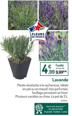 Botanic Lavande offre