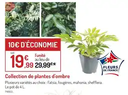 Botanic Fleurs de France Collection de plantes d'ombre offre