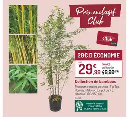 Botanic Collection de bambous offre
