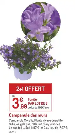 Botanic Campanule des murs offre