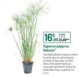 Botanic BOTANIC Cyperus papyrus offre