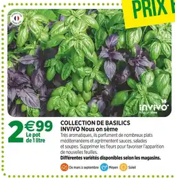 Jardineries du terroir INVIVO Nous on sème Collection de basilics INVIVO Nous on sème offre