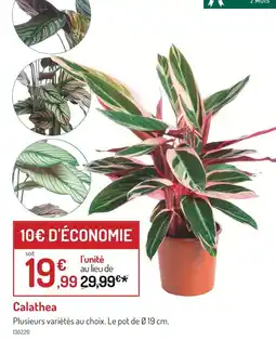 Botanic Calathea offre
