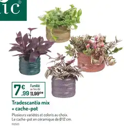 Botanic Tradescantia mix + cache-pot offre