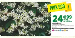 Jardineries du terroir Jasmin étoilé offre