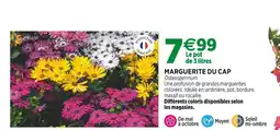 Jardineries du terroir Marguerite du Cap offre