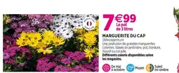 Delbard Marguerite du Cap offre