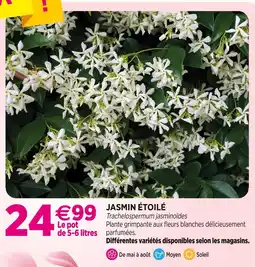 Delbard Jasmin étoilé offre