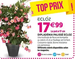 Delbard ECLOZ DIPLADÉNIA PALISSÉ offre