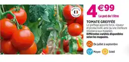 Delbard Tomate Greffée offre