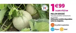 Delbard Melon Brodé offre
