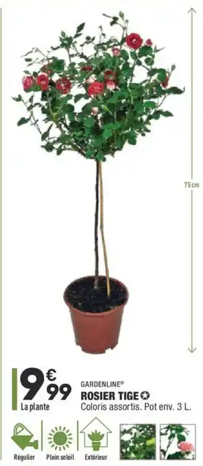 ALDI Rosier tige offre