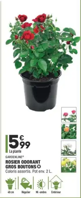 Rosier odorant gros boutons
