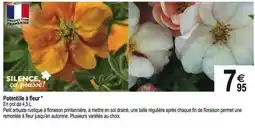 Tridôme Potentiale à fleur offre