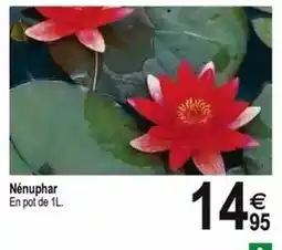 Tridôme Nénuphar en pot de offre