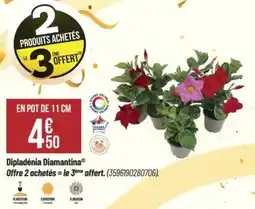 Bricorama Dipladenia diamantina offre
