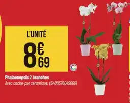 Bricorama Phalaenopsis 2 branches offre