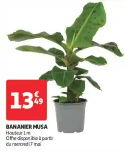 Auchan Direct Bananier musa offre