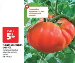 Auchan Direct Plants de légumes greffés offre