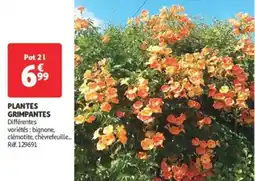 Auchan Direct Plantes grimpantes offre
